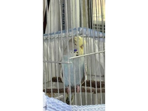 Yavru ele alışlın şhow jumbo erkek muhabbet kuşu