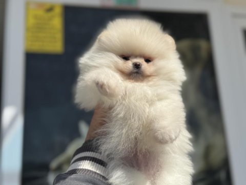 Show kalite teddy bear face pomeranian yavrular