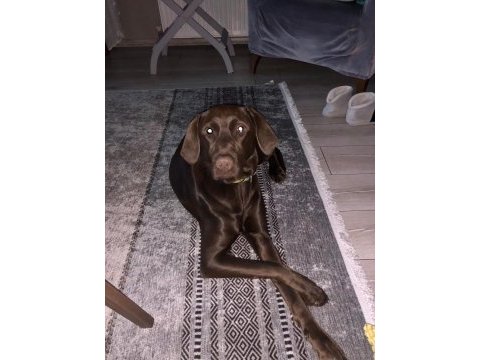 Ücretsiz sahiplendirme labrador