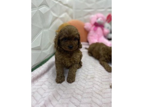 Erkek dişi üst kalite maltipoo köpekler