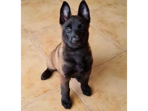Belçika malinois yavrularımız