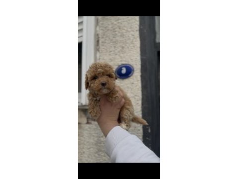 Kıvırcık kıvırcık maltipoo bebekler