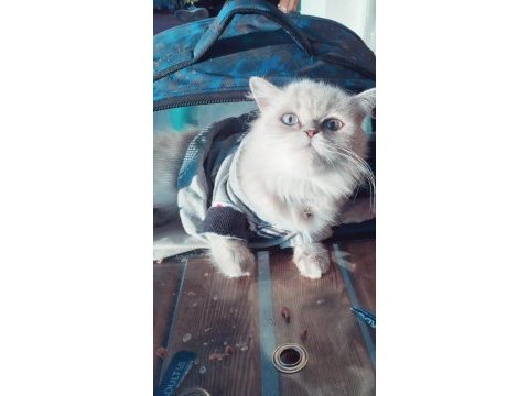 British longhair dişi