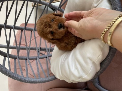 Toy poodle yavrularımız yeni yuvasına gitmeye hazır