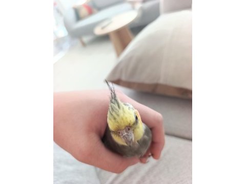 3,4 aylık bebek sultan papağanı