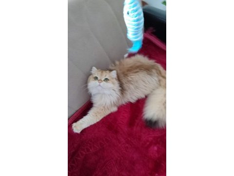 Blh ny12 golden full şecereli british longhair