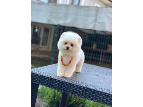 Sağlık ve ırk garantili pomeranian yavru