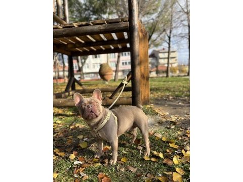 New shade ızabella tan french bulldog