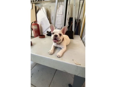 3 aylık french bulldog köpeğimiz
