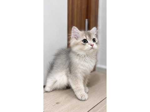 Golden british longhair erkek