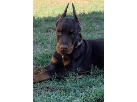 Üst kalite europa dobermanlar estetikli ve estetiksiz