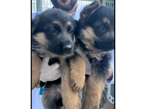 Safkan a kalite alman çoban köpeği yavrusu
