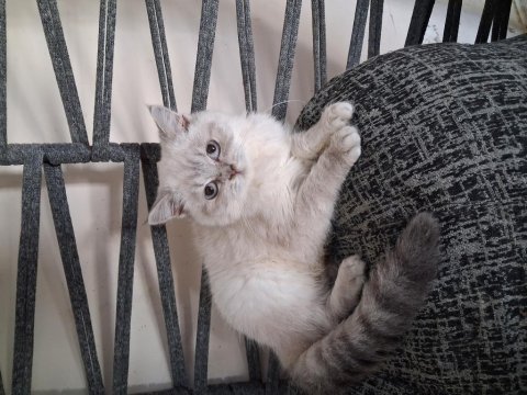 Safkan ırk saglık garantili british shorthair
