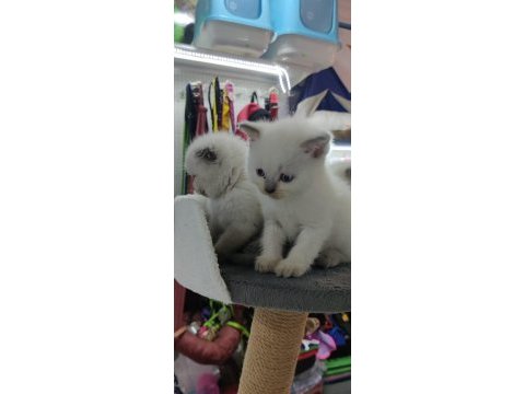 British ve scottish shorthair blue point yavrular