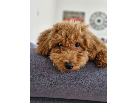 Maltipoo ve toy poodle