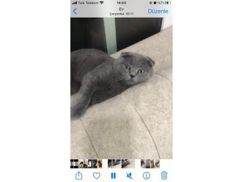 Sahiplendirme ilanı değildir scottish fold