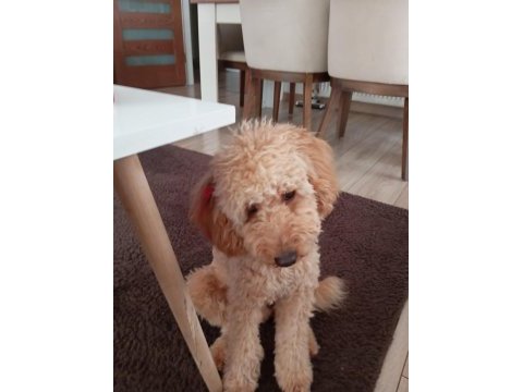 Sahibinden 7 aylık erkek toy poodle