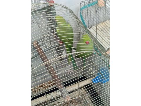 Genç çift pakistan papağanı
