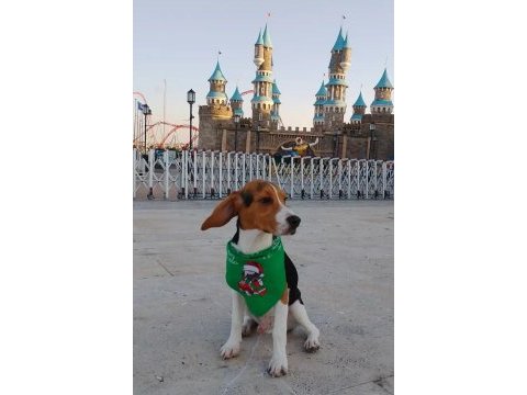 3 aylık beagle bilgi almak için arayın beagle