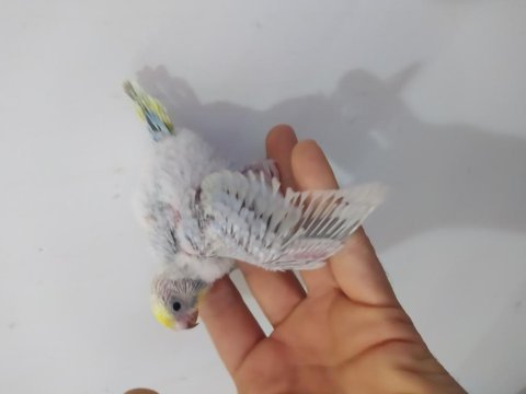 Rainbow muhabbet kuşu bebekler