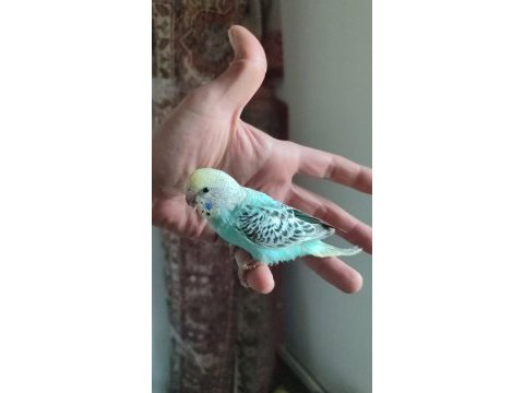Muhabbet kuşu yavrusu