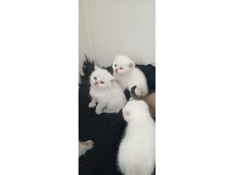 Safkan ırk garantili british longhair yavrular