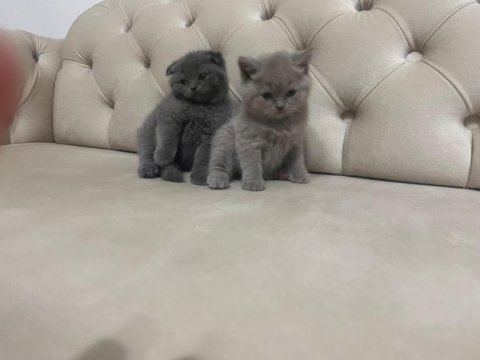 British shorthair minnoşlar yavru kediler 55 günlük