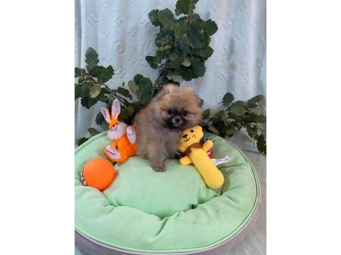 Pomeranian boo yavrularımız