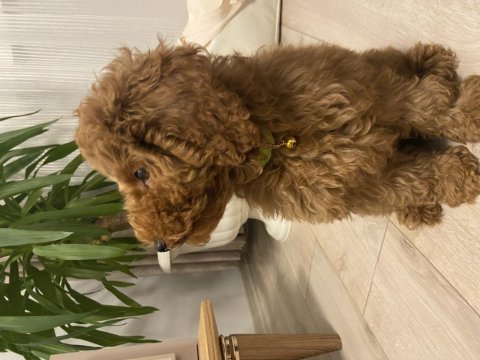 Toy poodle 3,5 aylık
