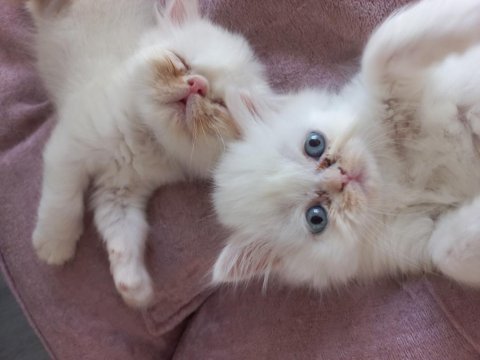 Ücretsiz sahiplendirme persian