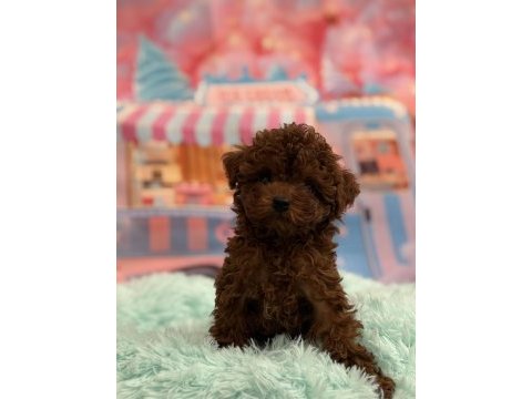 Orjinal kore poodle bebekler