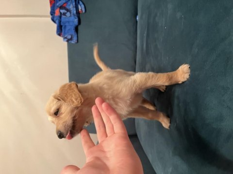 8 haftalık yavru karemel golden retriever