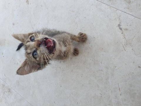 Tamamen ücretsiz acil sahiplendirme