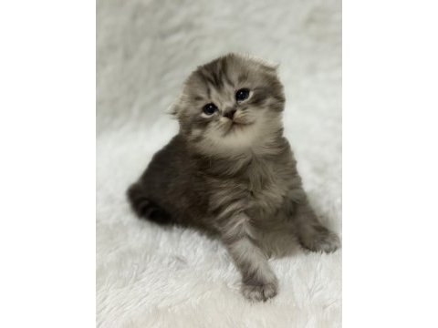 Rezerveye açık scottish fold