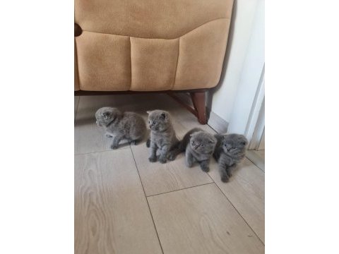 British ve scottish kedi