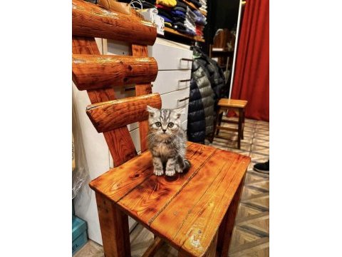 British yavrumuz yeni ailesini beklemektedir