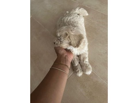 2 aylık orjinal maltipoo 0 numara