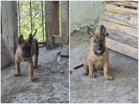 30 günlük ırk garantili oyuncu hırslı malinois yavrular