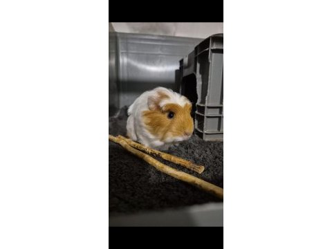 Safkan coronet yavru ginepig