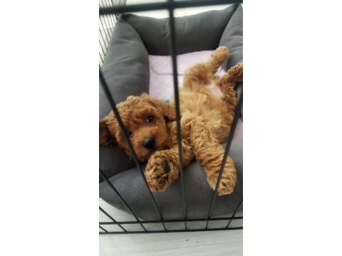 2 aylık dünyalar tatlısı toy poodle