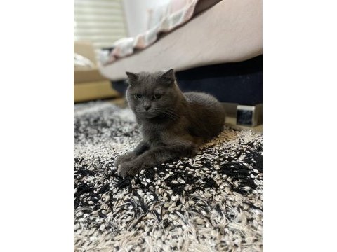 Dişi ve erkek kedilerimiz