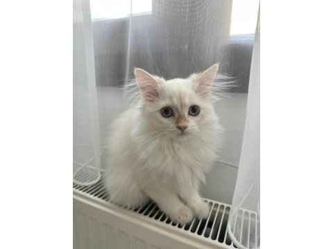 3 aylık dişi maviş kedimiz