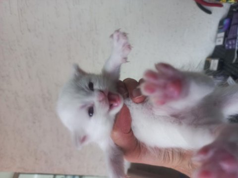 1,5 aylık siyam albino hem nadir hem genetik olarak nadir