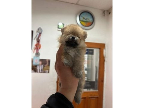 Pomeranian boo
