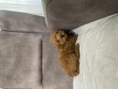 Mını boy maltipoo oğlumuz