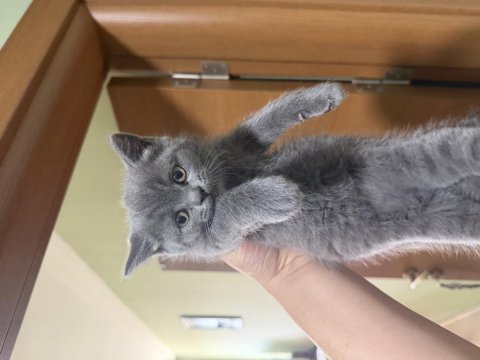 Kalan son british shorthair yavrumuz yuvasına gitmeye hazır