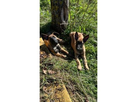 Belçika kurdu (malinois)