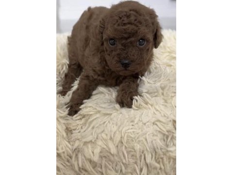 Toy poodle yavrumuz