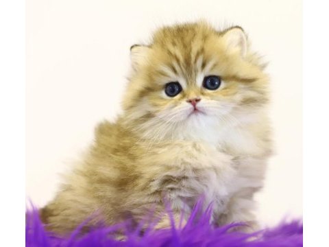 British longhair tostikler