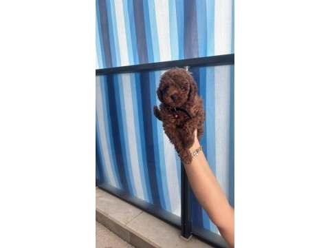55 günlük toy poodle